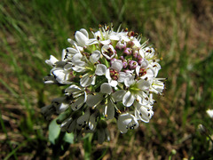 Noccaea caerulescens