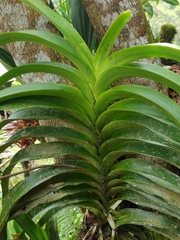 Vanda