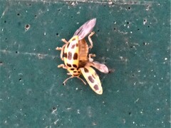 Psyllobora variegata