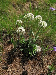 Noccaea caerulescens