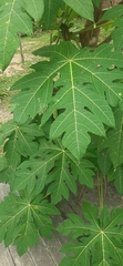 Carica papaya
