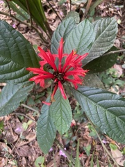 Acanthoideae