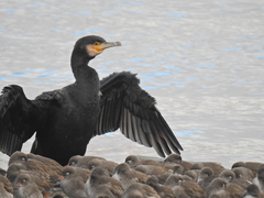 Phalacrocorax carbo