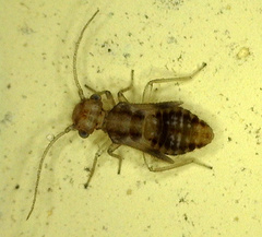 Ectopsocus petersi