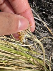Hypochaeris incana