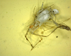 Enoplognatha ovata