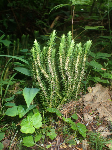 Huperzia