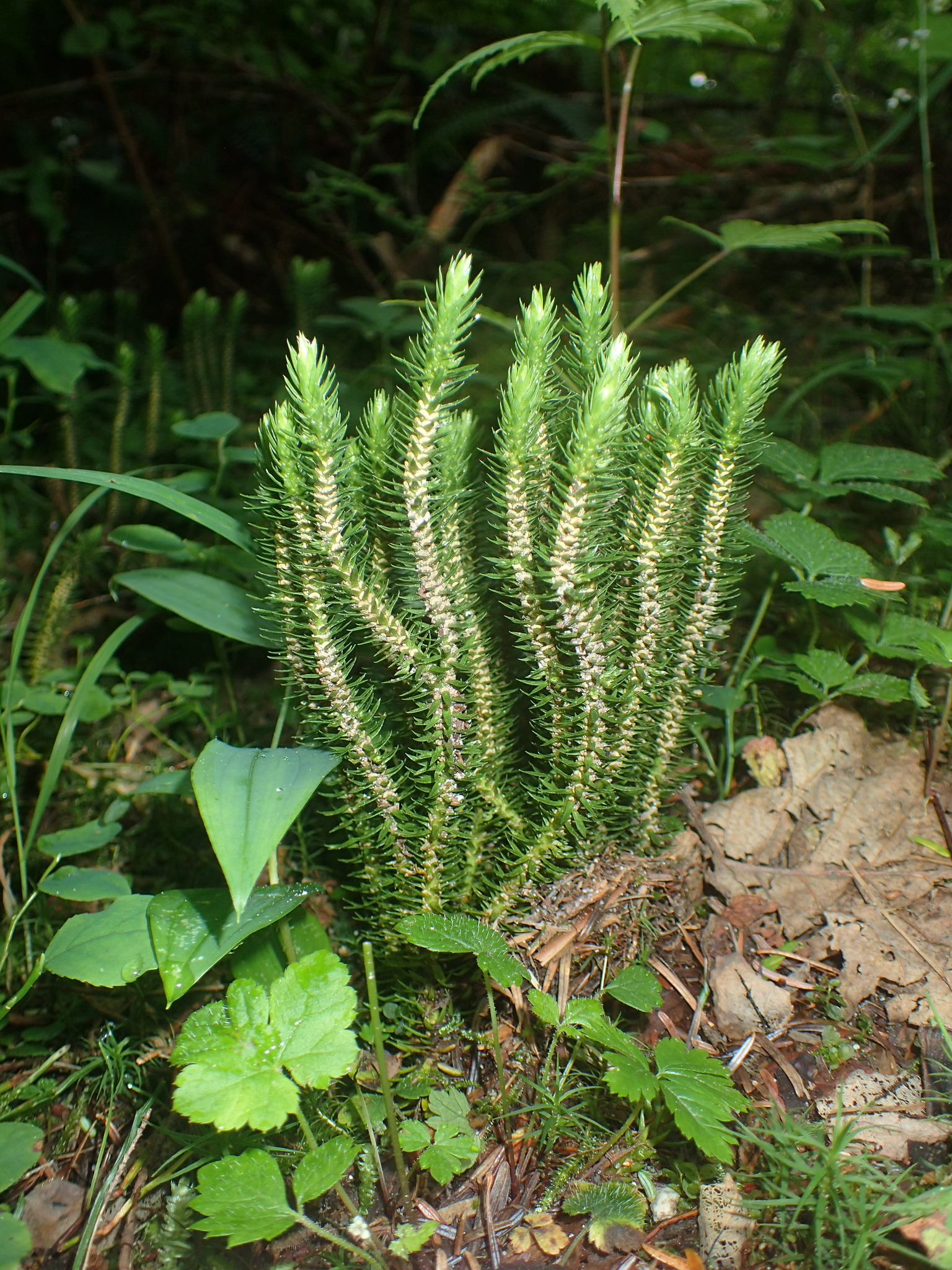Huperzia
