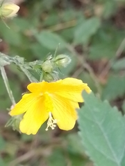 Pavonia sepium