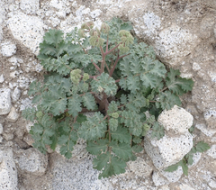Phacelia pedicellata