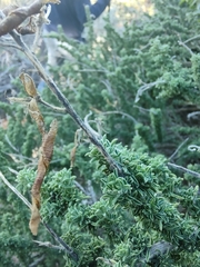 Adenocarpus viscosus