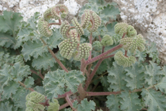 Phacelia pedicellata