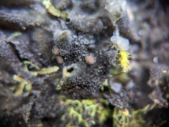 Leptogium denticulatum