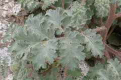 Phacelia pedicellata
