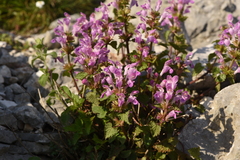 Lamium garganicum striatum