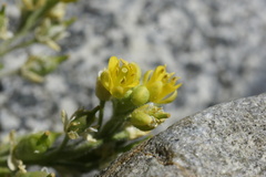 Rorippa subumbellata