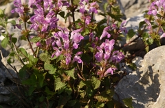 Lamium garganicum striatum