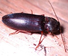 Hemicrepidius