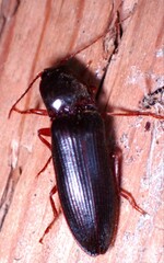 Hemicrepidius