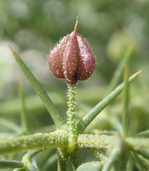 Fagonia pachyacantha