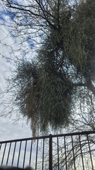 Phoradendron californicum