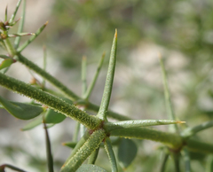 Fagonia pachyacantha