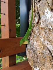 Anolis evermanni