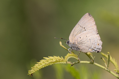 Parrhasius polibetes