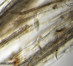 Tachysoma pellionellum