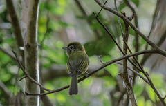 Rhynchocyclus brevirostris