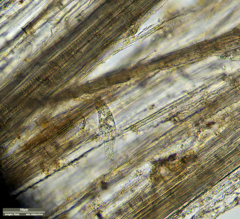 Tachysoma pellionellum