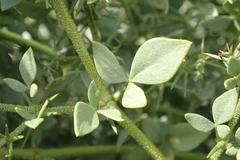 Fagonia pachyacantha