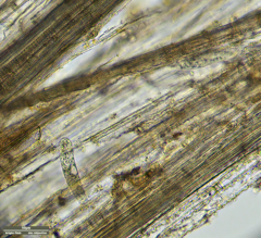Tachysoma pellionellum