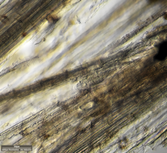 Tachysoma pellionellum