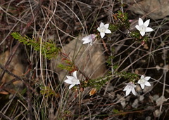 Wahlenbergia calcarea