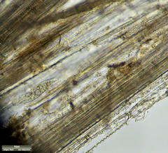 Tachysoma pellionellum
