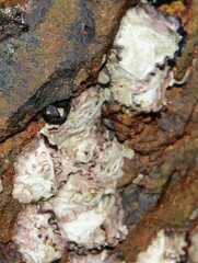 Saccostrea cuccullata