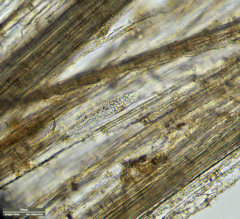 Tachysoma pellionellum