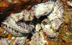 Saccostrea cuccullata