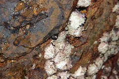 Saccostrea cuccullata