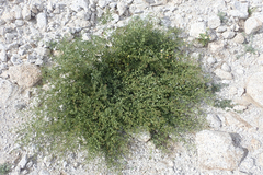 Fagonia pachyacantha