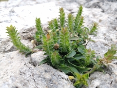 Tetramerium nervosum