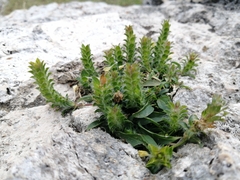 Tetramerium nervosum