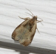 Olethreutes punctanum