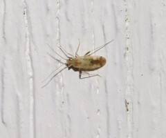 Parthenicus juniperi