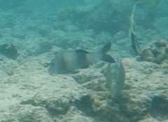 Parupeneus insularis