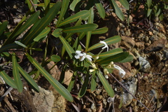 Oxera neriifolia