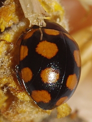 Coccinula quatuordecimpustulata