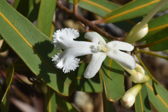Oxera neriifolia
