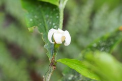 Atractocarpus chartaceus